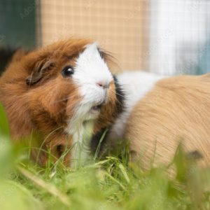 Meerschweinchen Meerschweinchen