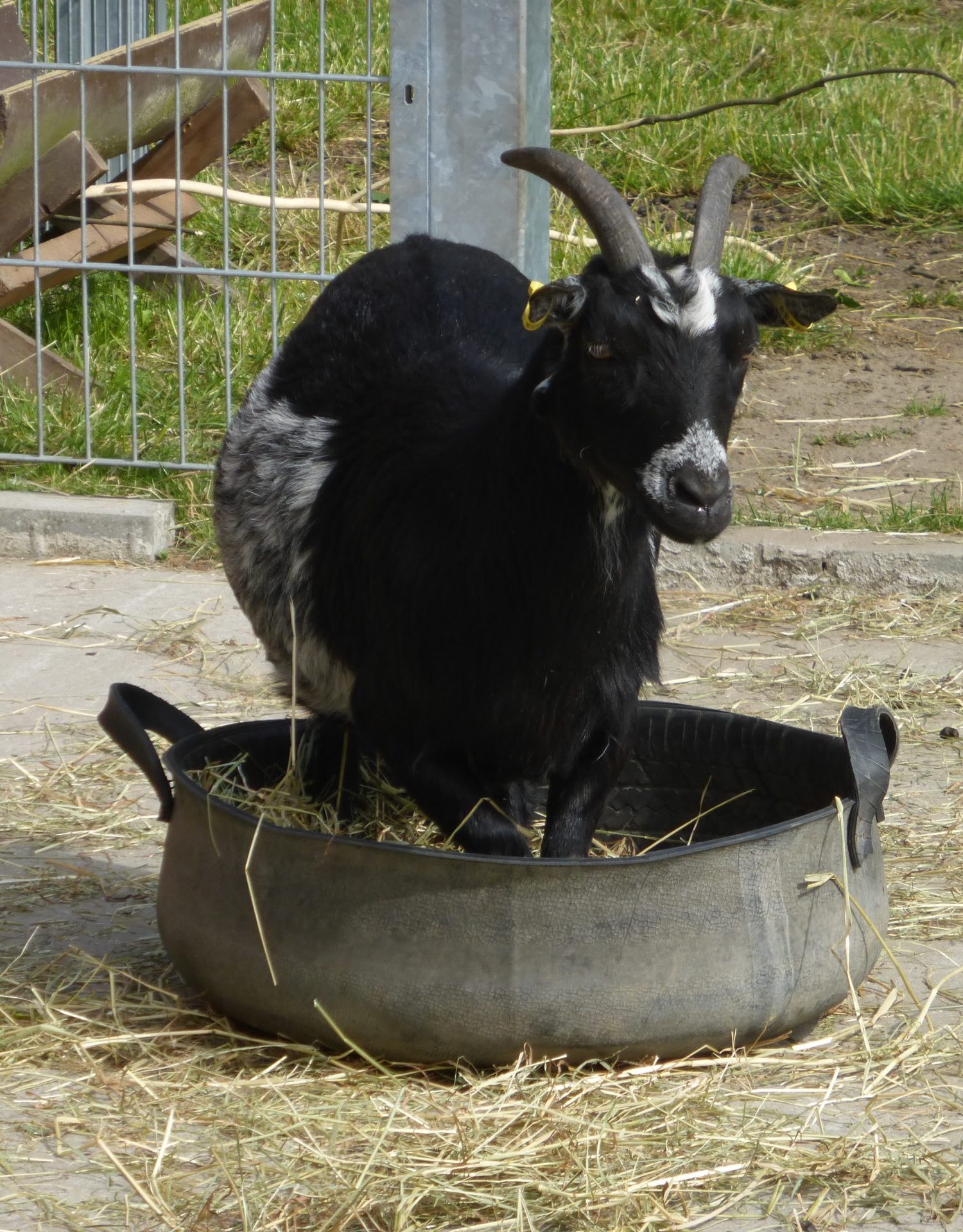 Ziege Ziege