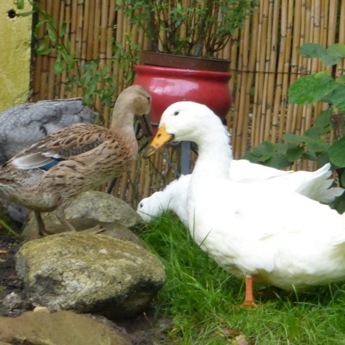 Enten Enten