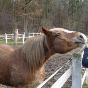 Pferd Pferd